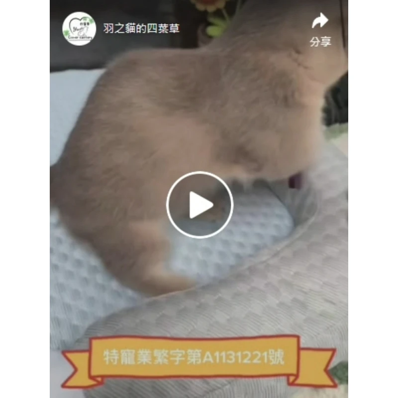 四葉草貓舍｜新店貓舍｜台北貓舍