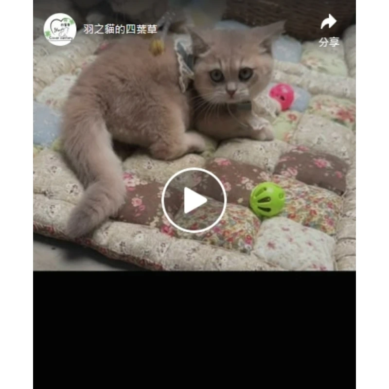 四葉草貓舍｜新店貓舍｜台北貓舍