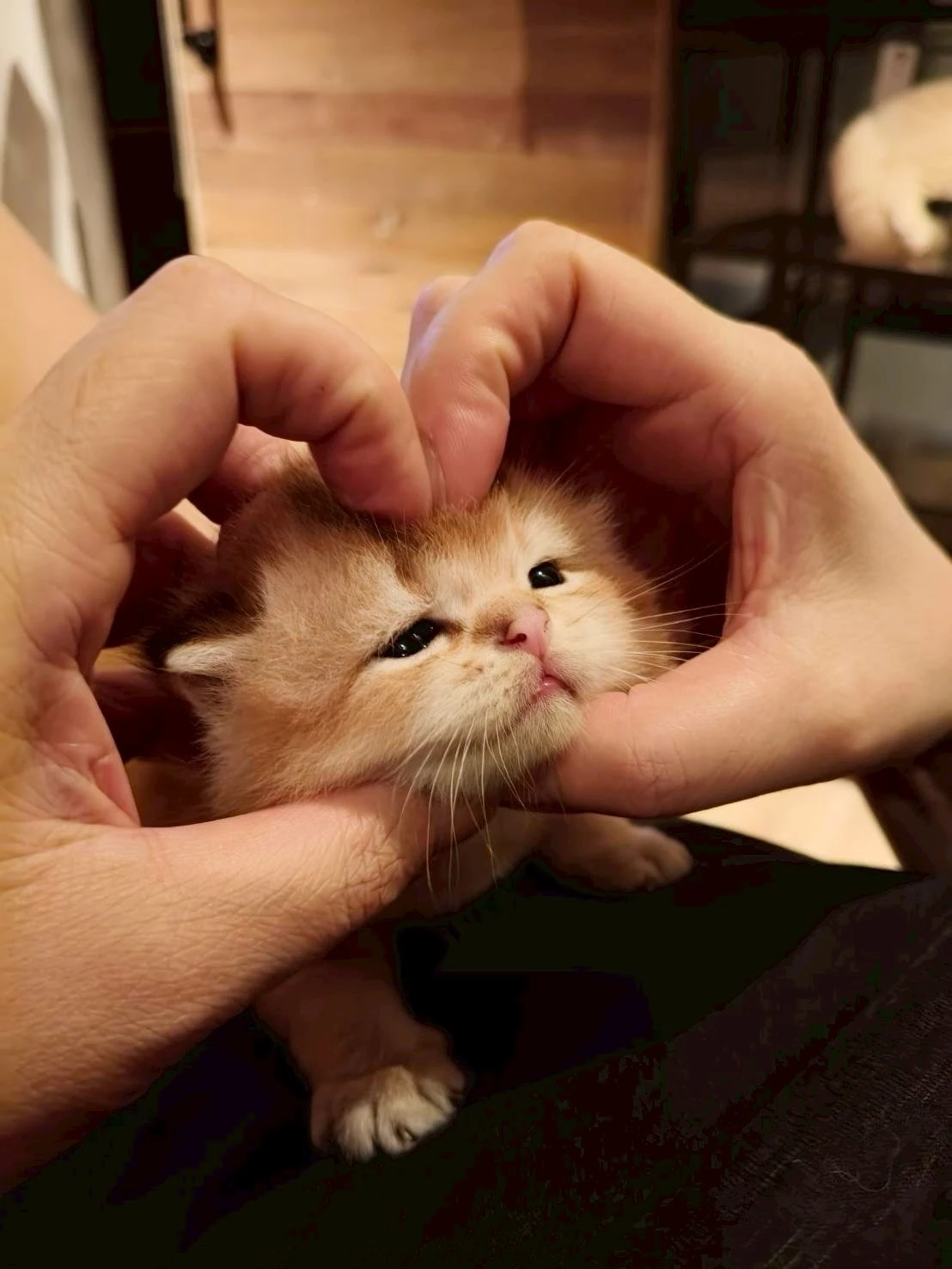 漸層英短貓