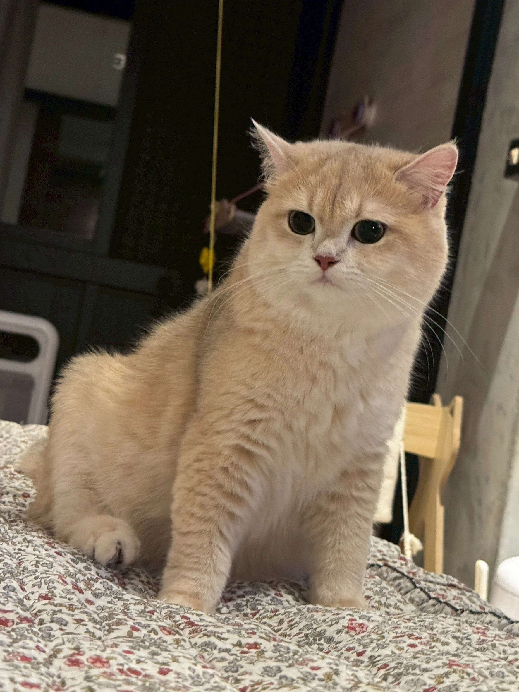 熊版焦糖藍金漸層英短 媽媽