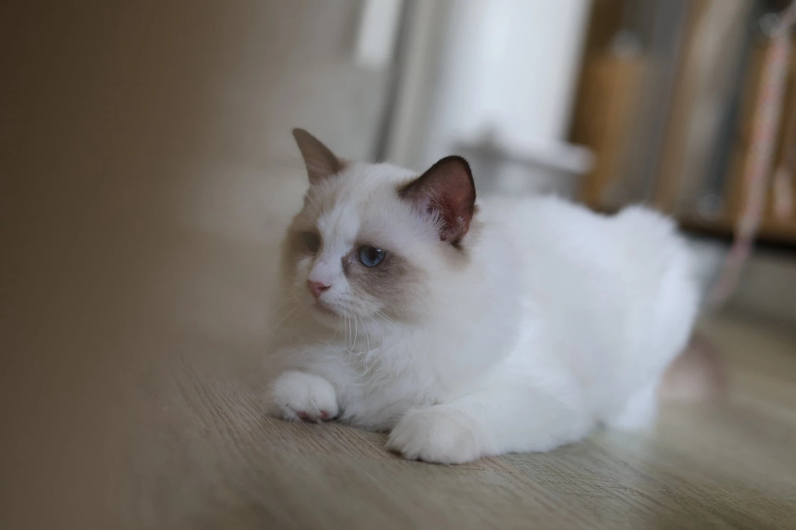尼莫