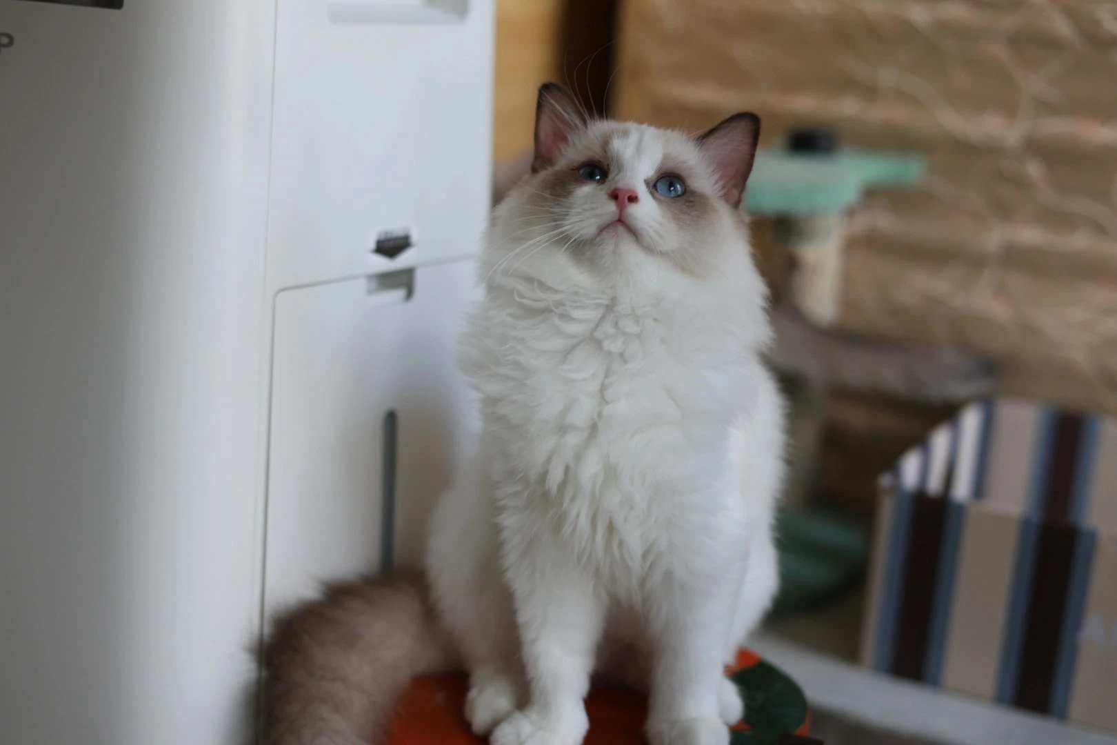 尼莫