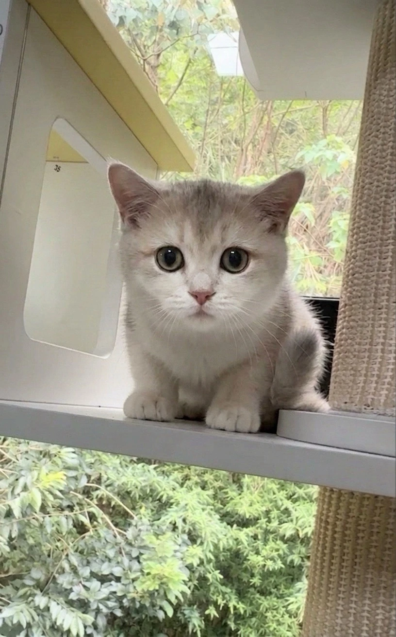 LuLu 