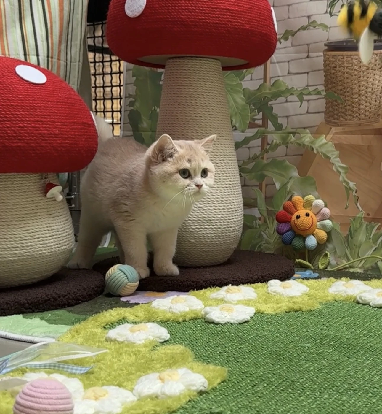 瓦利 
