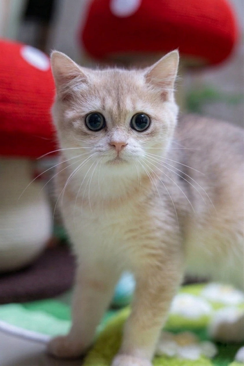 LuLu 