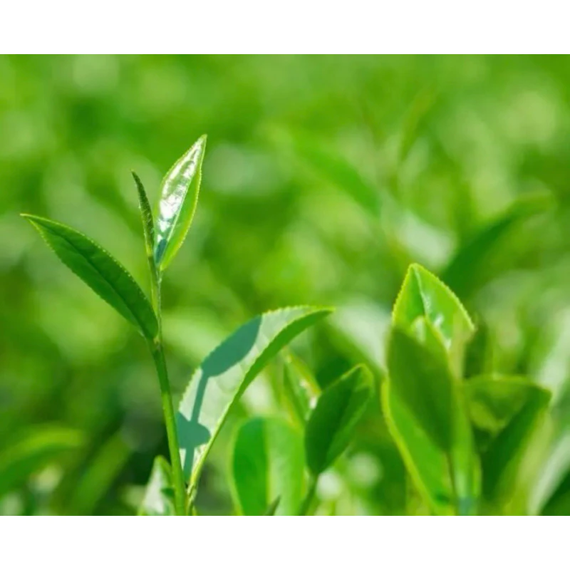 高冷不知春茶