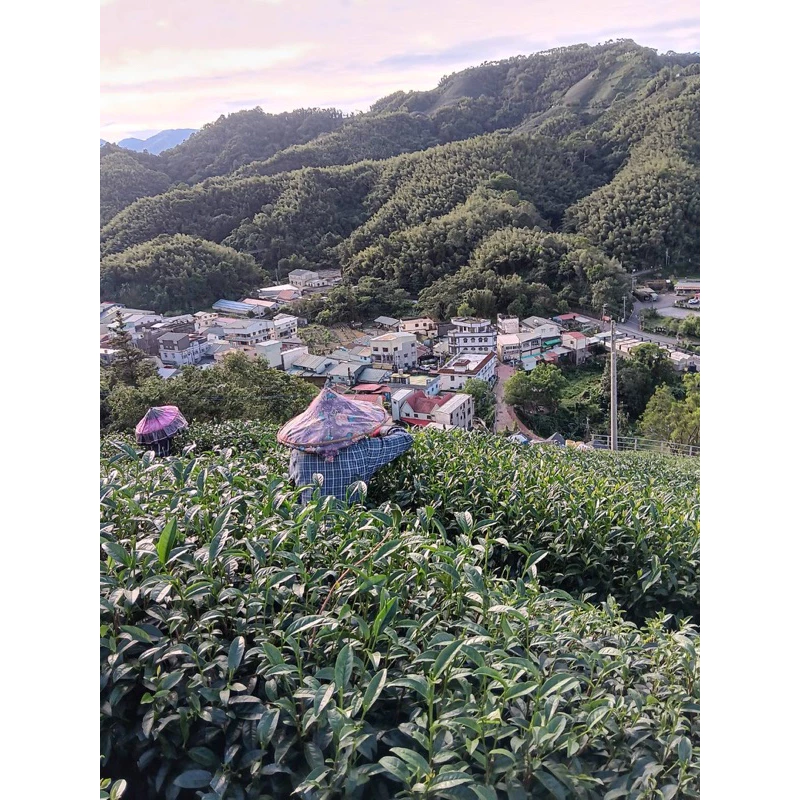 阿里山高山烏龍茶禮盒