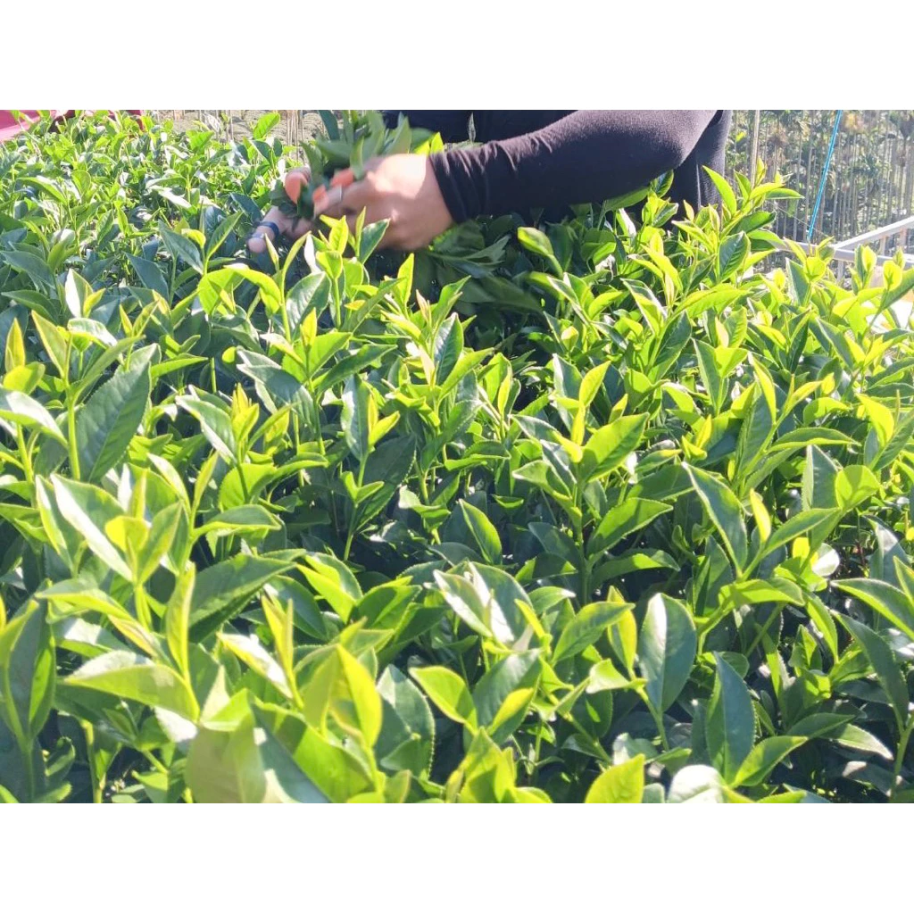 阿里山白露烏龍茶禮盒