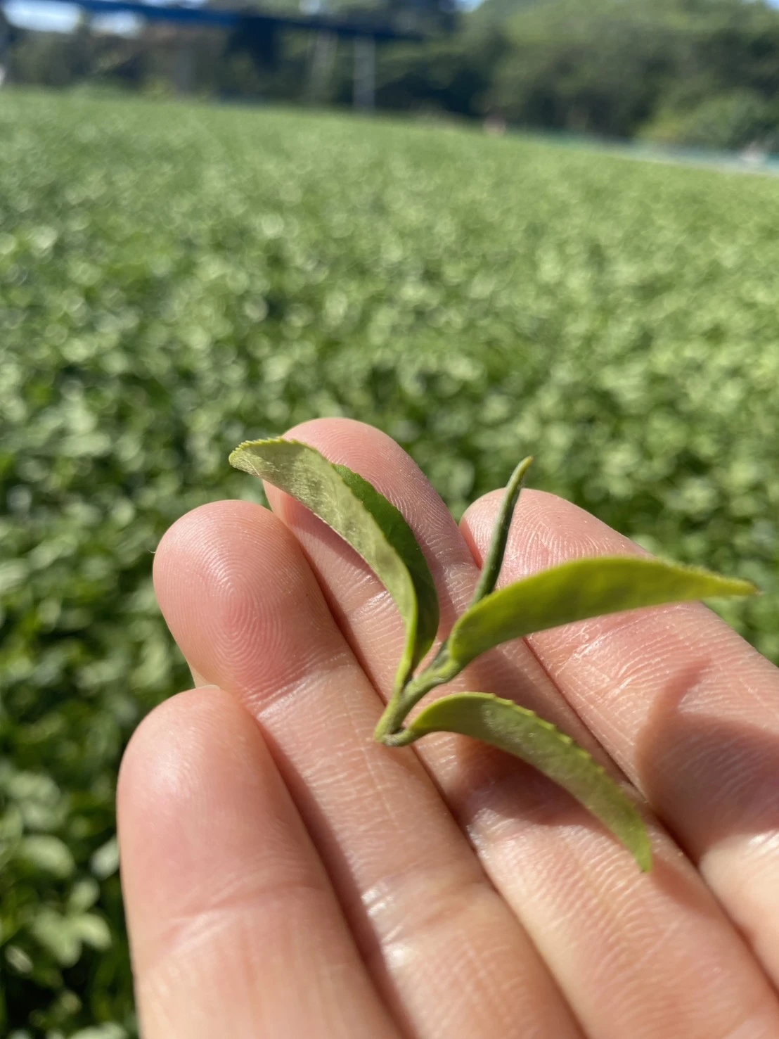 冬片高冷茶