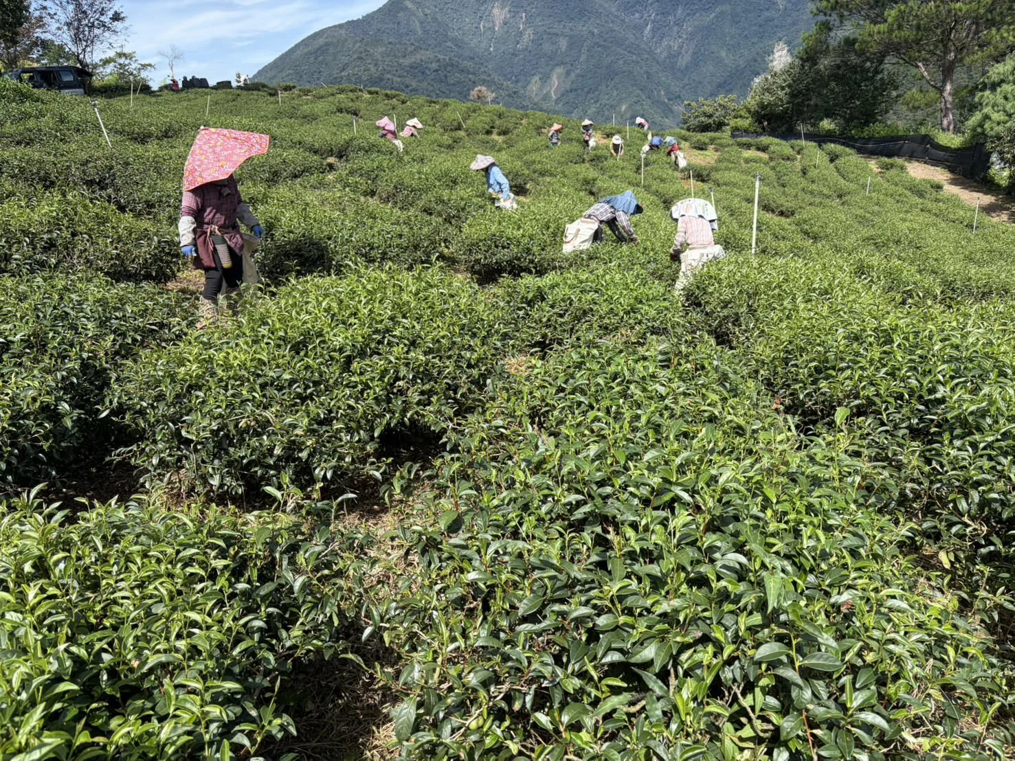 培香形梨山高山烏龍茶禮盒
