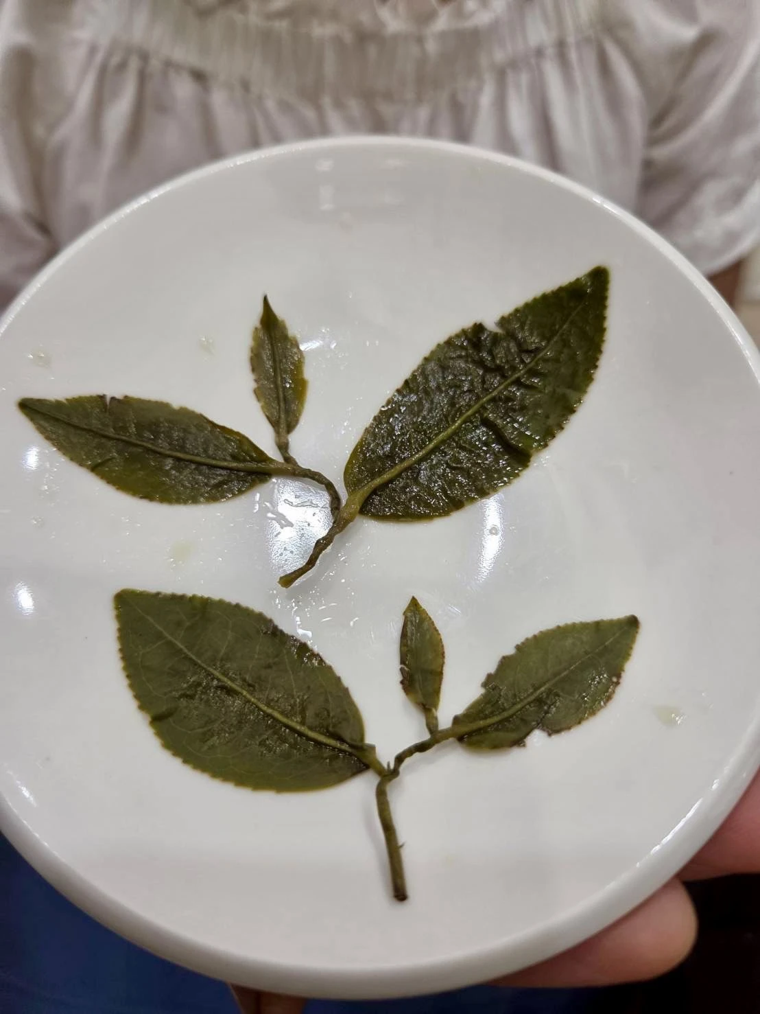阿里山高山金萱烏龍茶