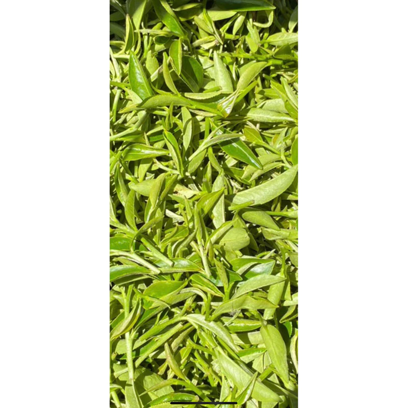 有機手工嫩採東方美人茶
