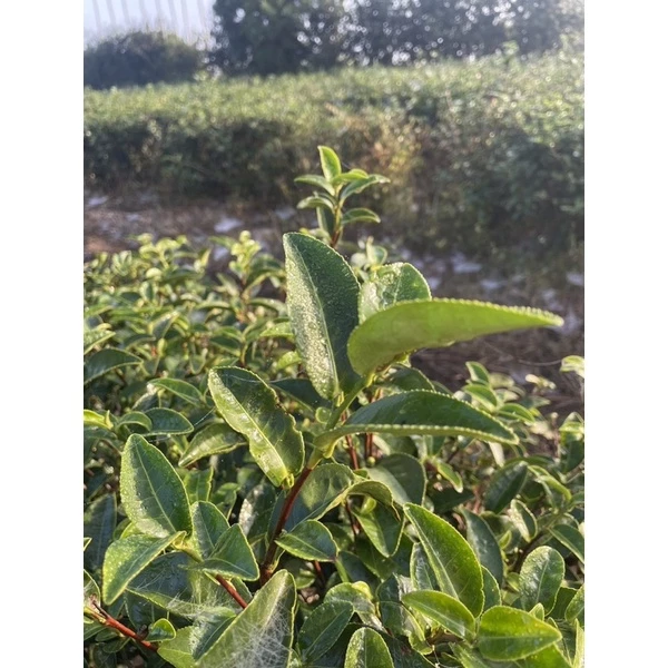 野放GABA自然生態冬茶