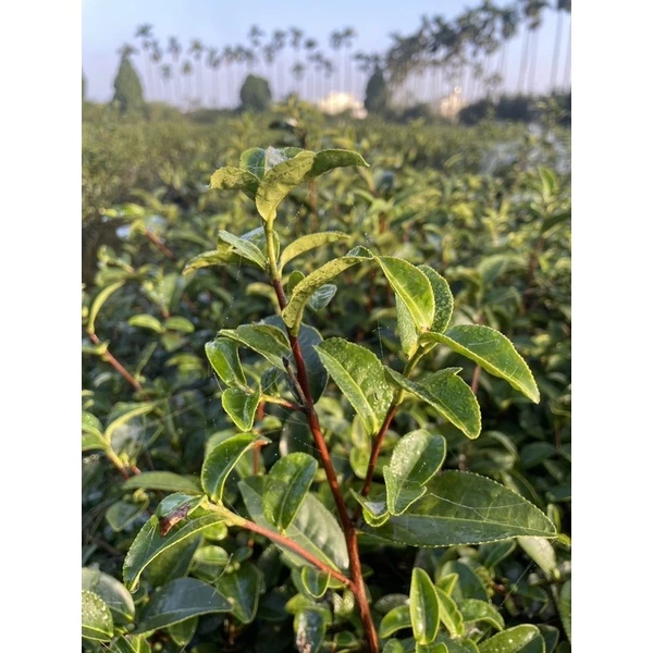野放GABA自然生態茶