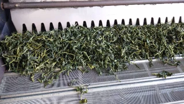 有機烏龍綠茶