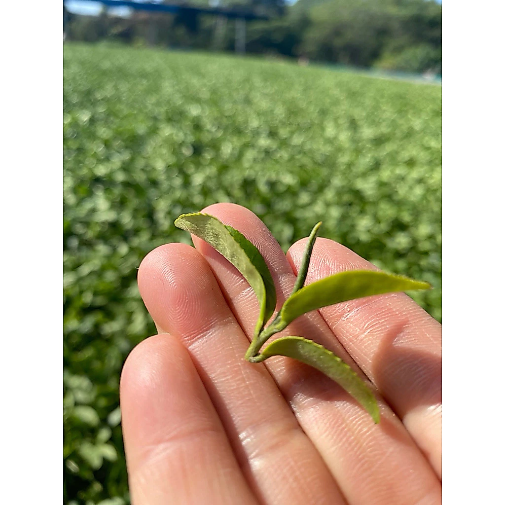 冬片茶甘甜耐泡喉韻佳