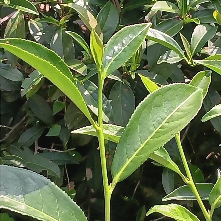 阿里山高山烏龍茶禮盒
