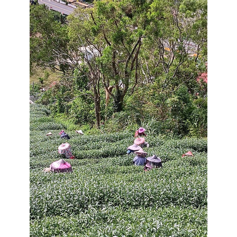 阿里山高山烏龍茶禮盒