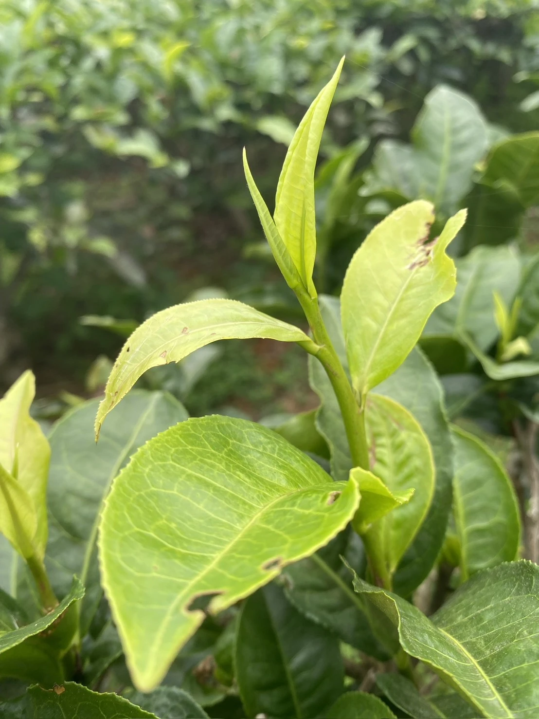 有機 日月潭紅玉紅茶禮盒