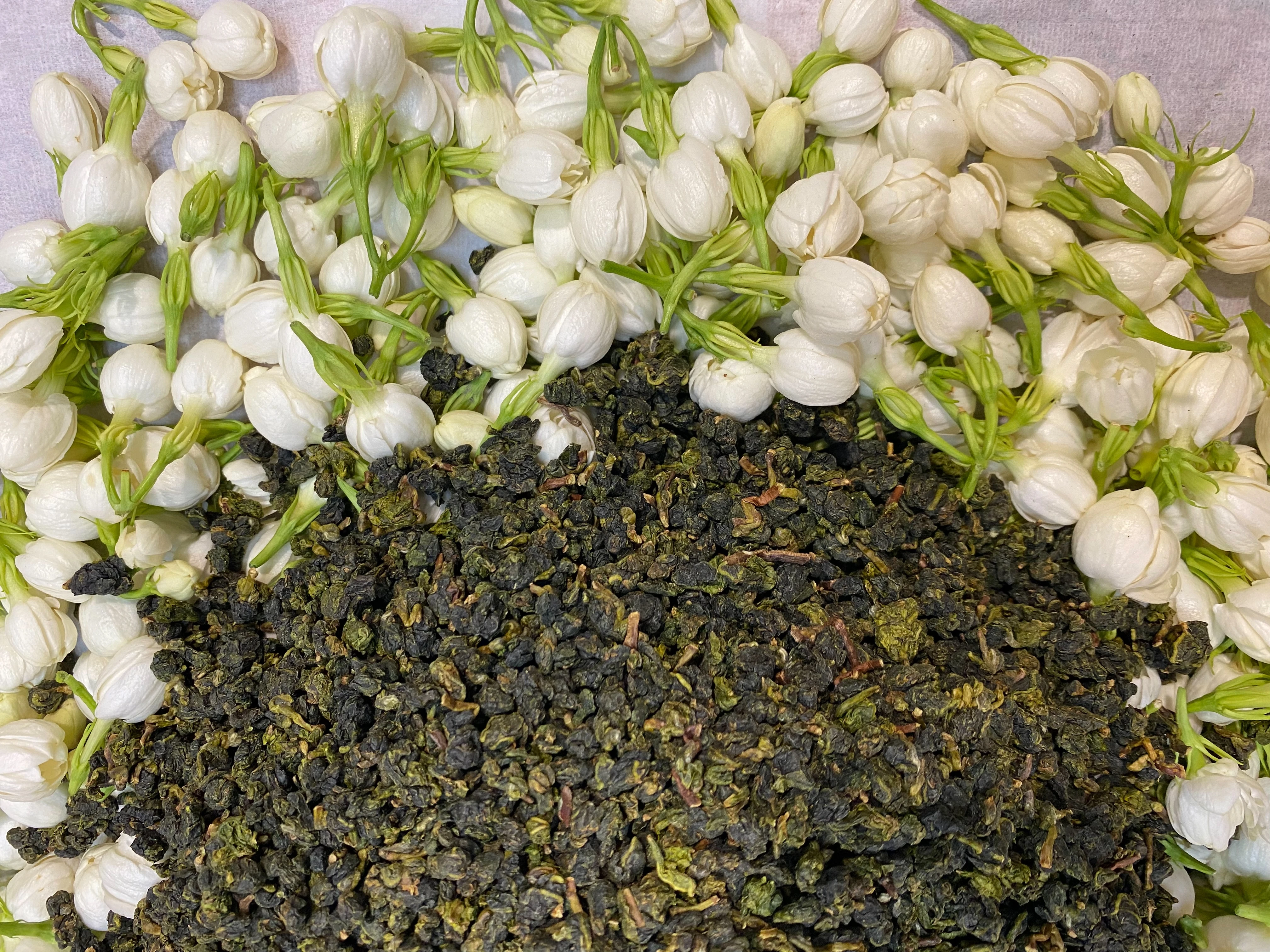 茉莉花不知春茶