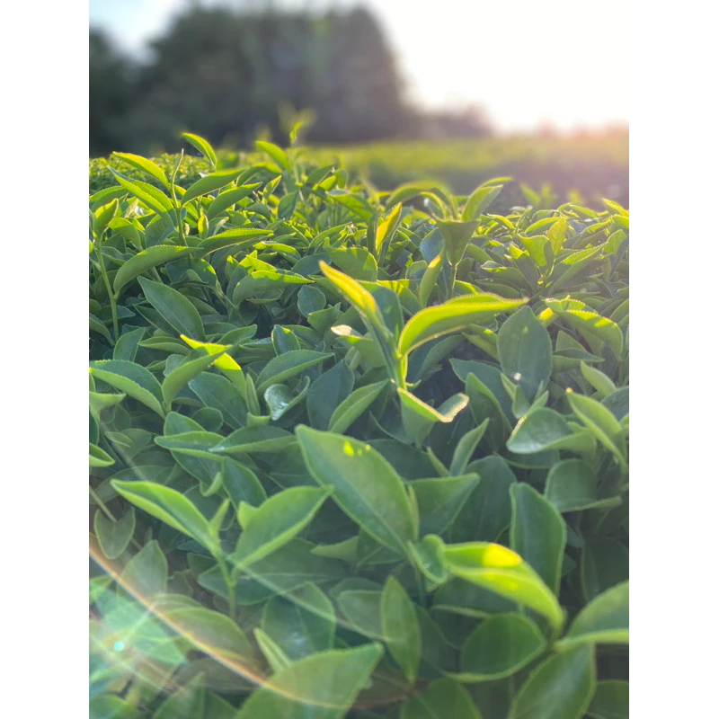 冬片 高冷茶 禮盒