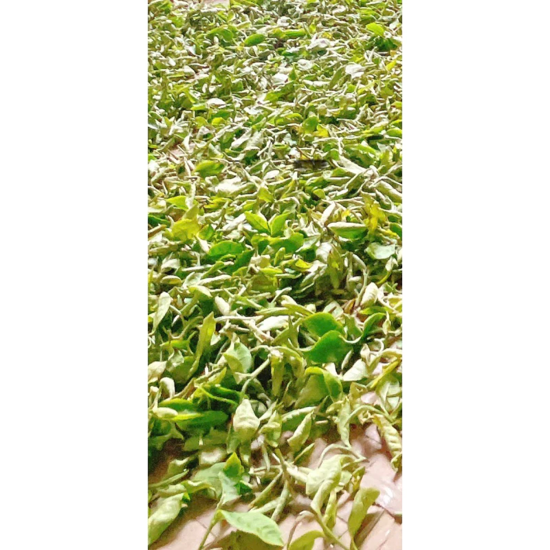 有機手工嫩採東方美人茶