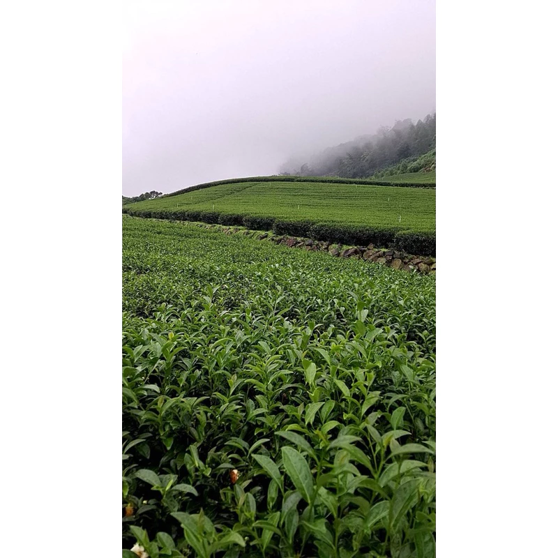 阿里山石桌金萱高山茶