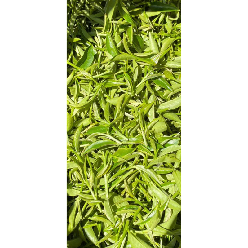 東方美人茶禮盒
