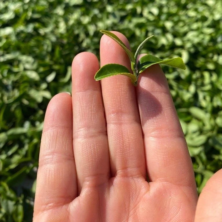 冬片烏龍茶禮盒