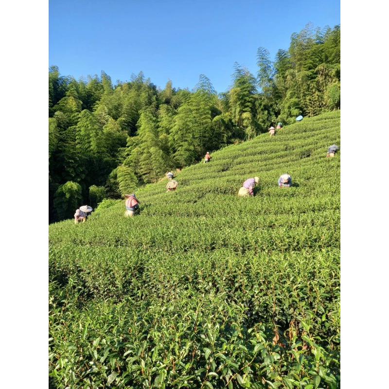龍鳳霞烏龍高冷 冬茶