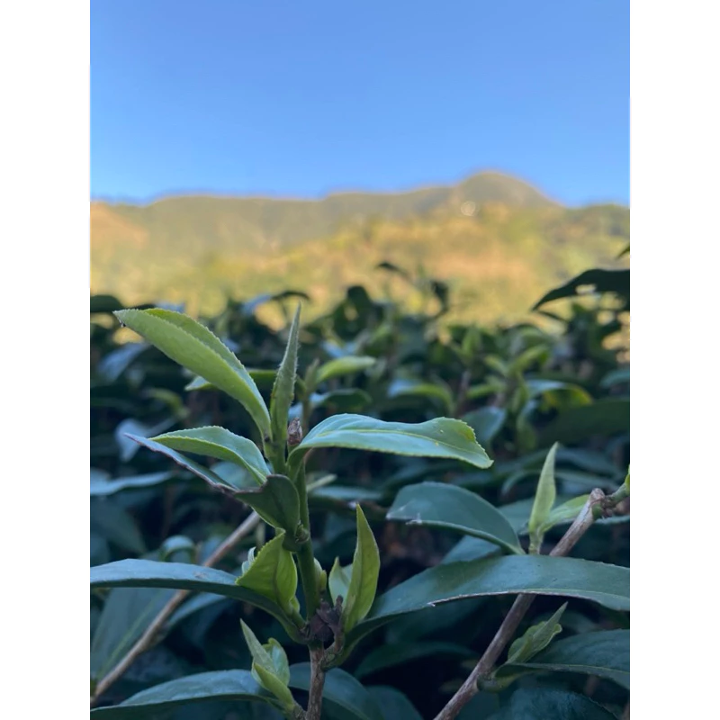 高冷不知春茶