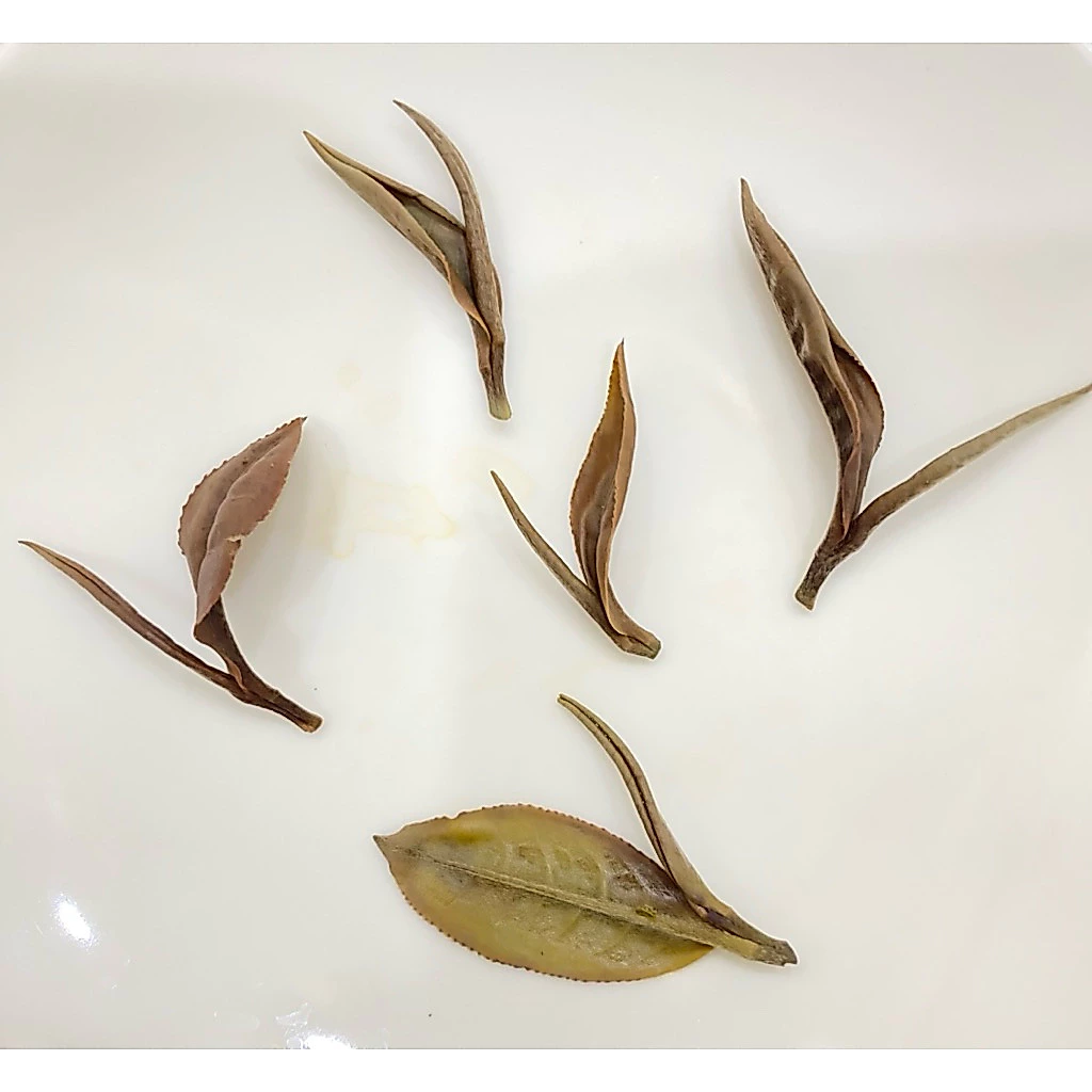 有機紅韻白茶（臺茶21）