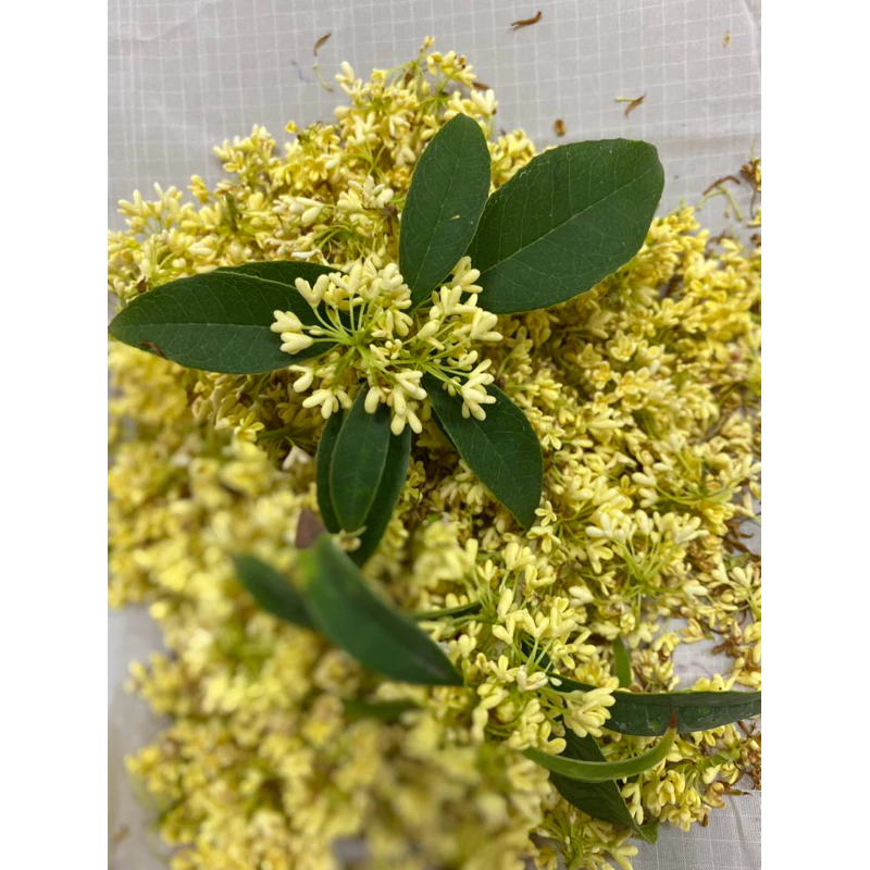 桂花龍鳳峽高冷烏龍茶