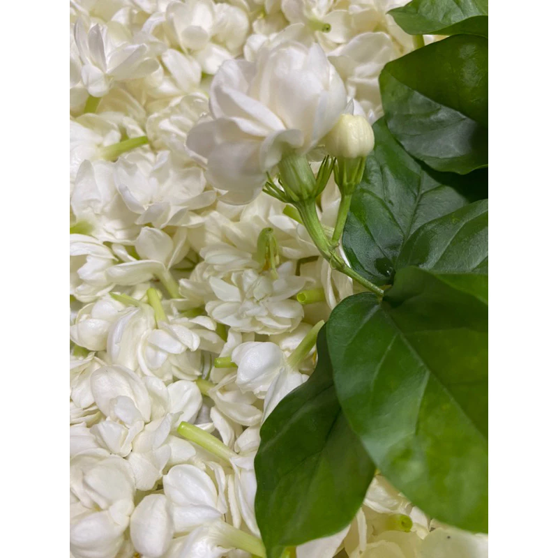 手作 不知春茉莉花茶禮盒