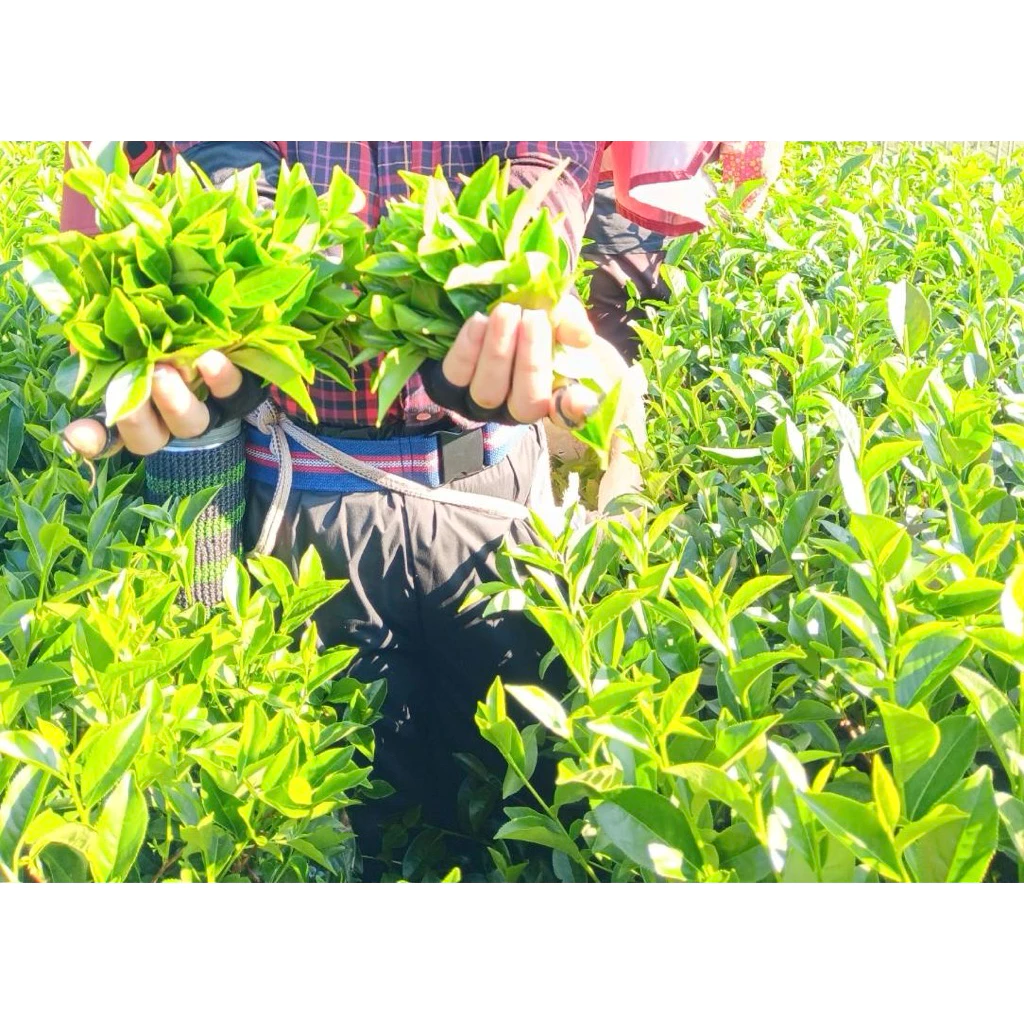 阿里山高山烏龍春茶