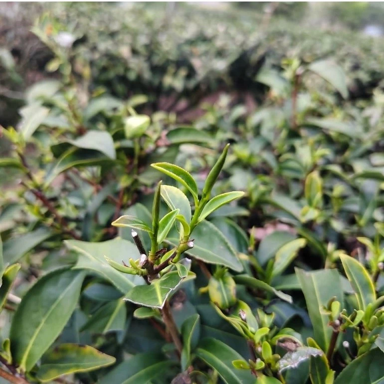 冬片烏龍茶禮盒