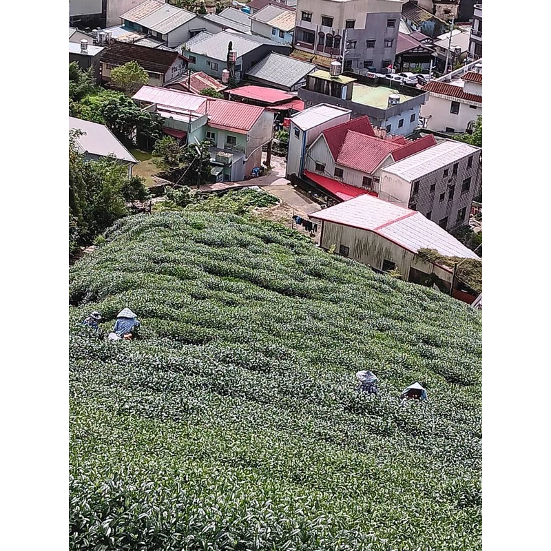 阿里山高山烏龍茶禮盒