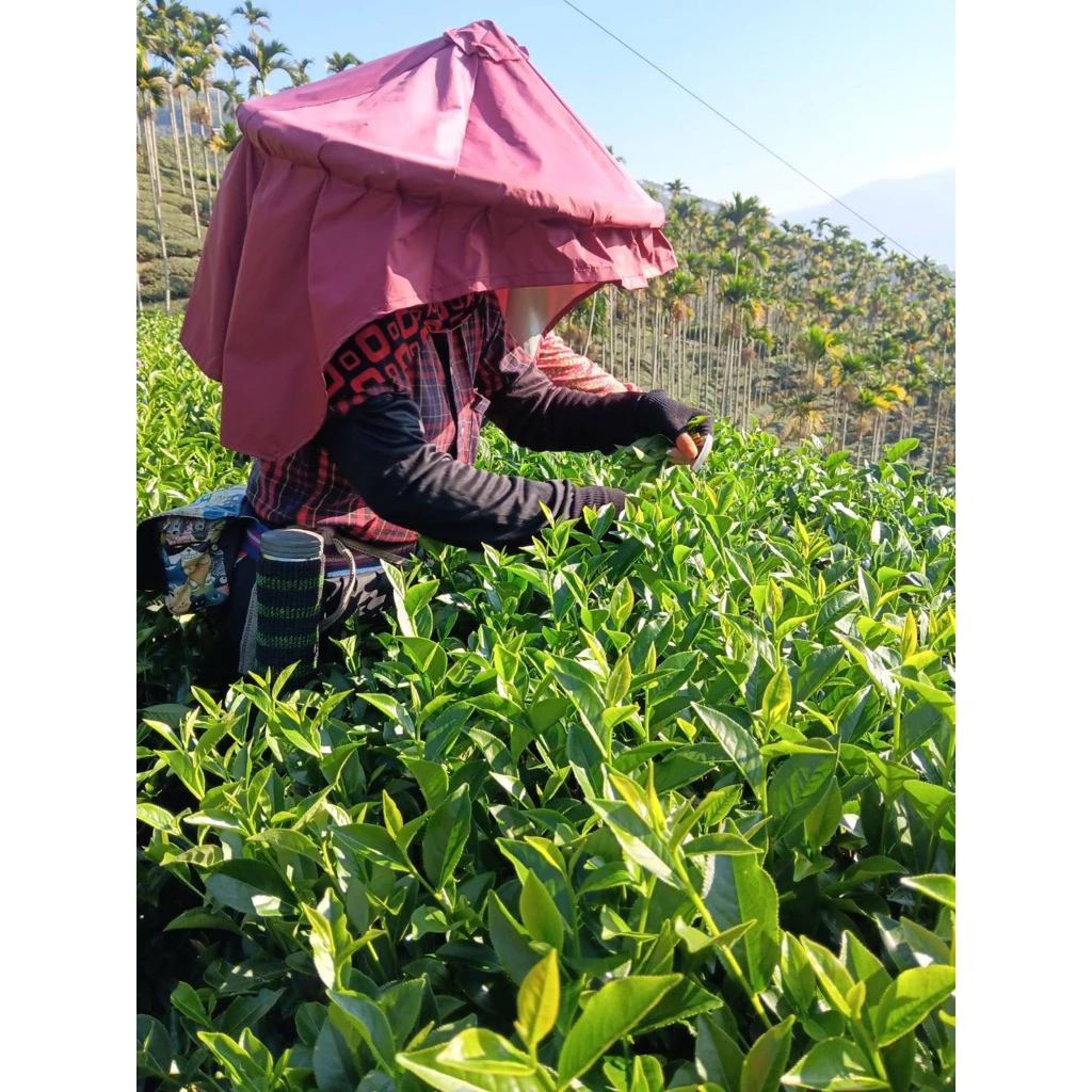 阿里山高山烏龍春茶