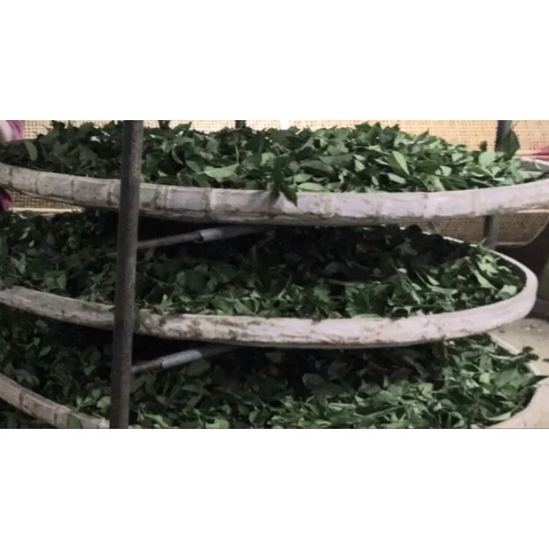 冬片茶甘甜耐泡喉韻佳