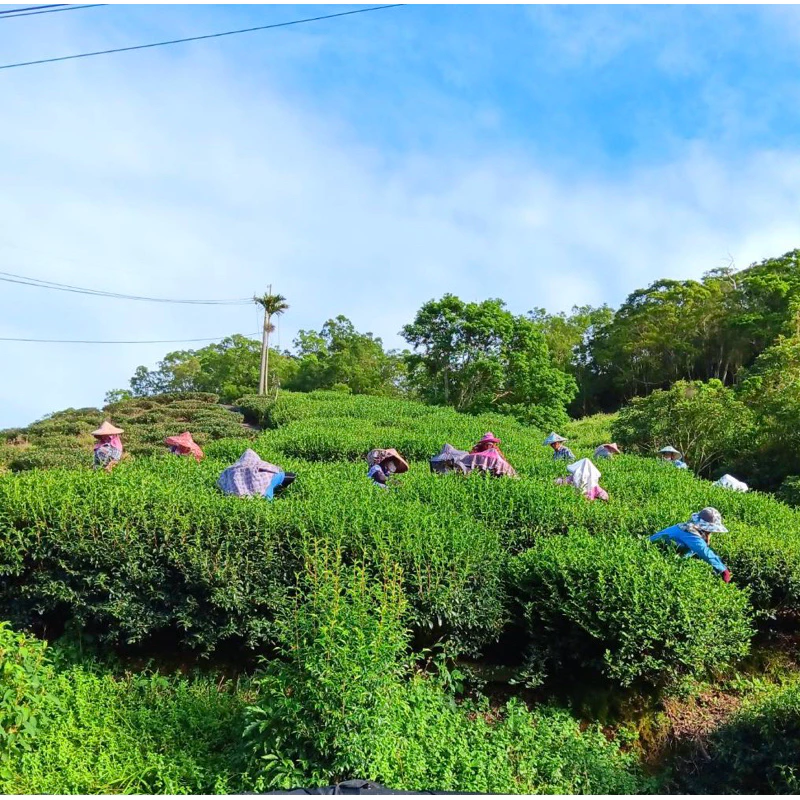 阿里山高山烏龍茶禮盒