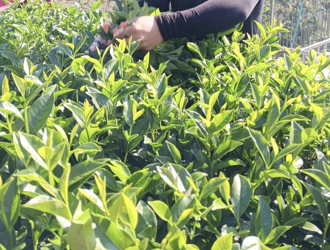 阿里山高山白露烏龍茶