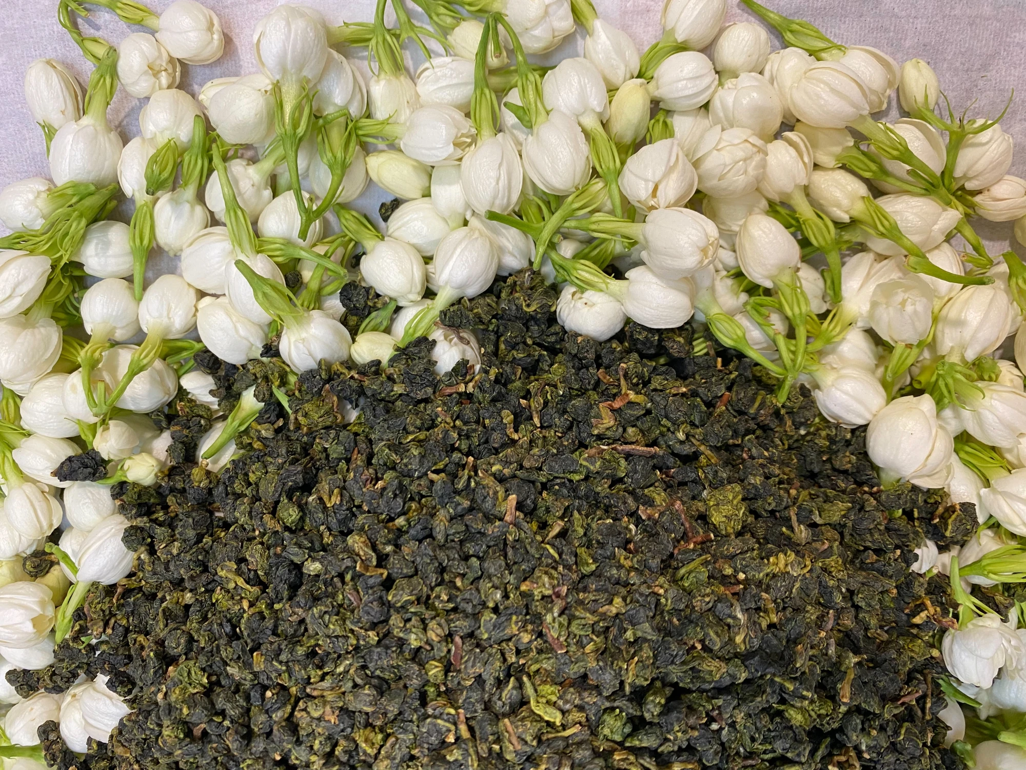茉莉花不知春茶