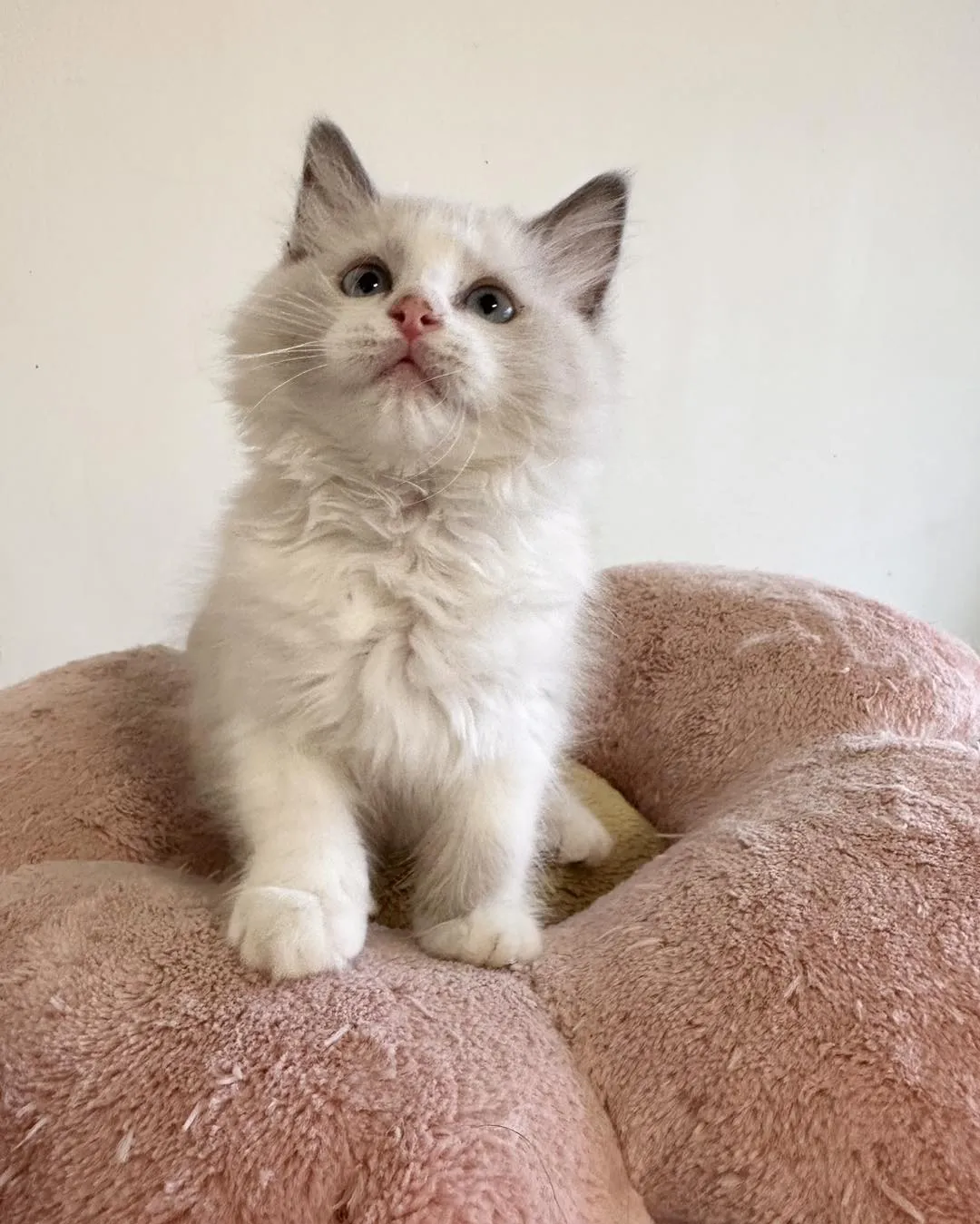 藍雙布偶小貓等待家長中｜高雄貓舍｜高雄買布偶貓