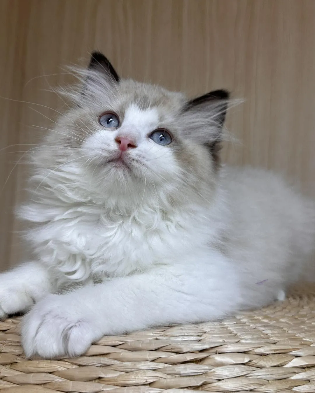 海雙小貓等待家長中｜高雄貓舍｜高雄買布偶貓