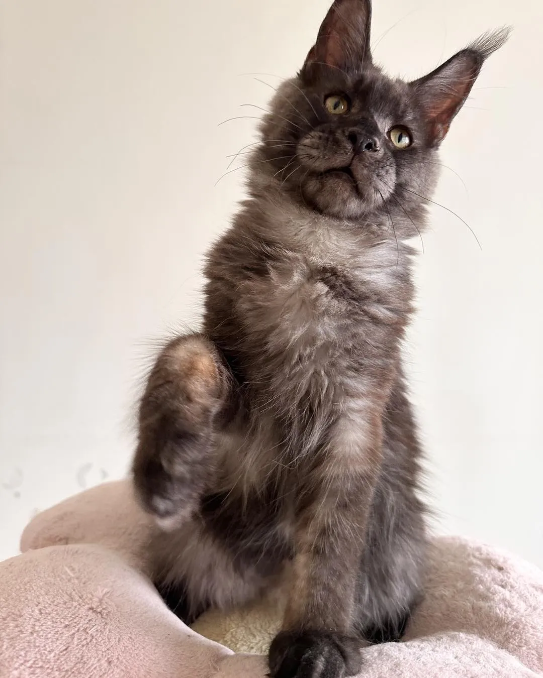 小貓等待家長中｜高雄合法貓舍｜高雄緬因貓舍