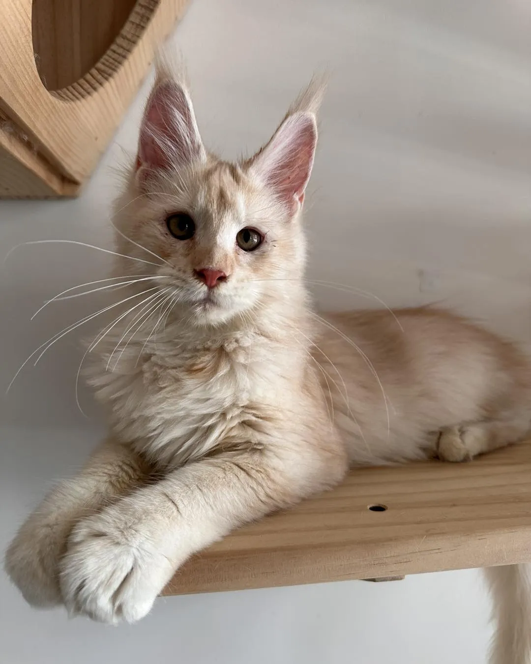 凱米爾妹妹等待家長中｜高雄合法貓舍｜高雄緬因貓舍