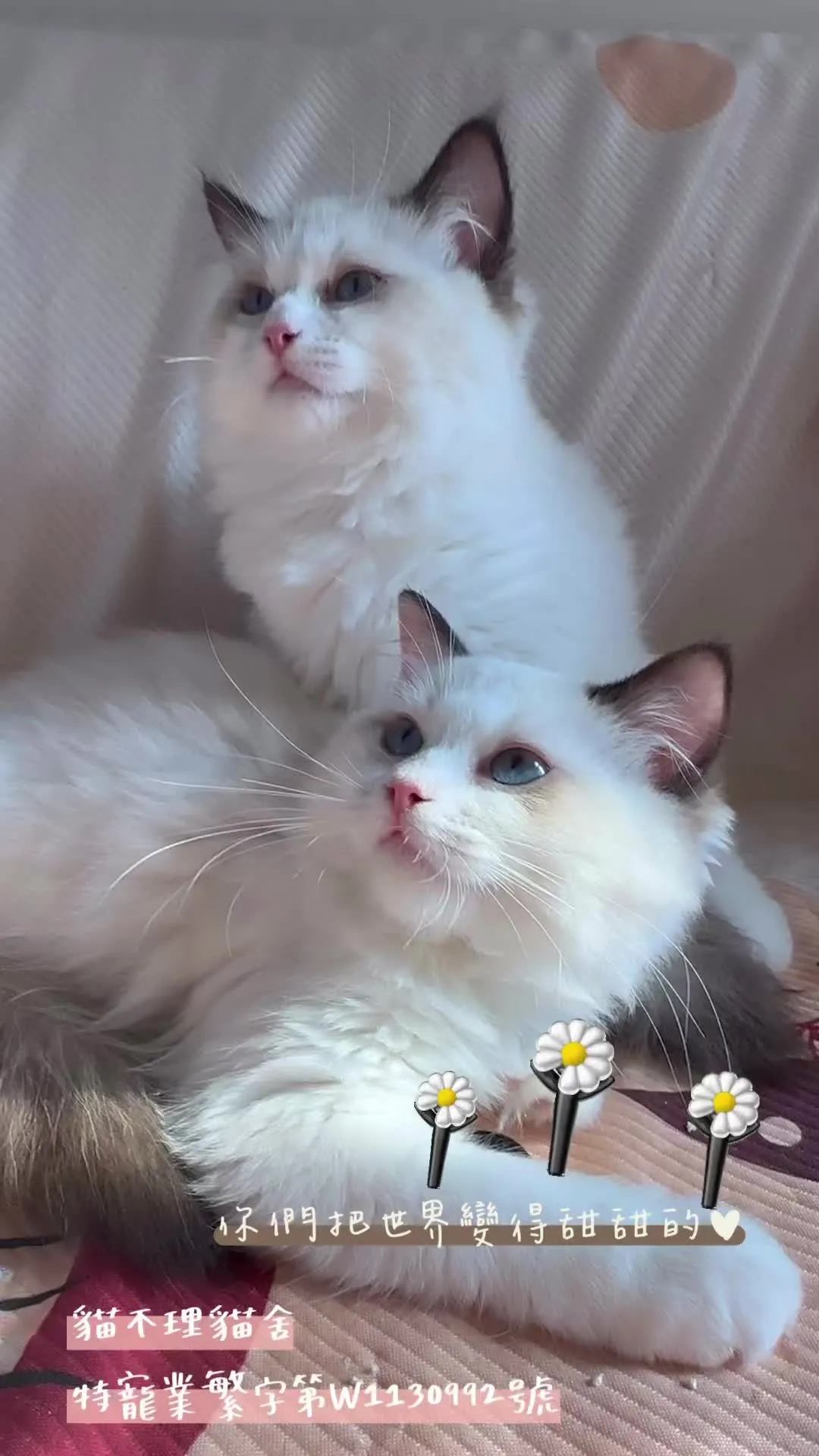 高雄合法貓舍｜高雄緬因貓｜高雄緬因貓買賣｜高雄買布偶貓