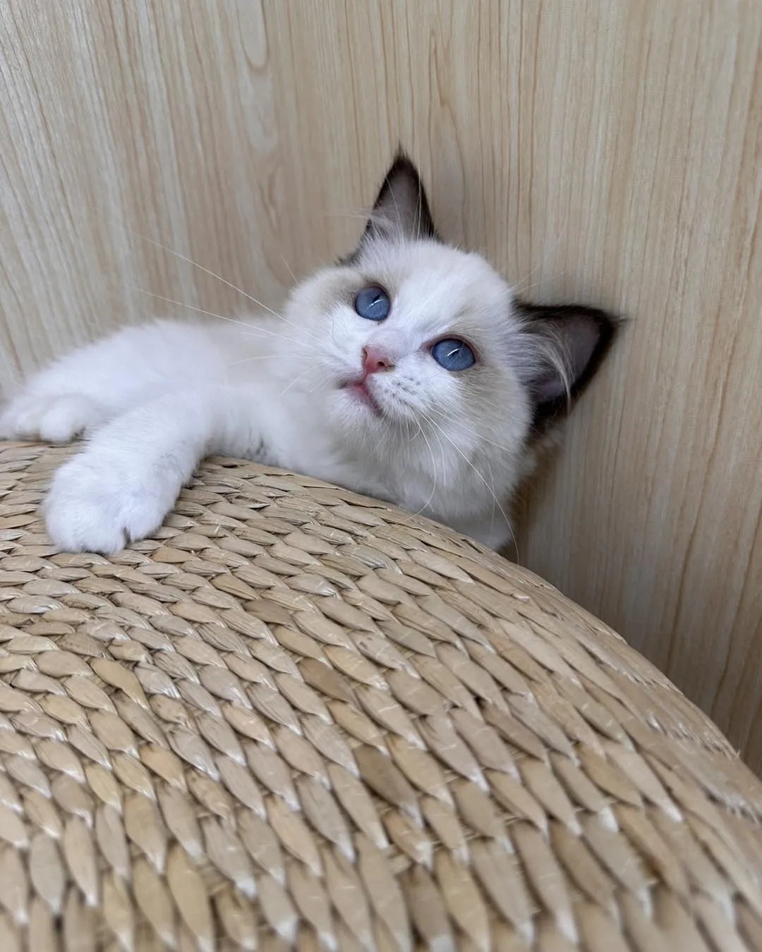 海豹雙色小貓等待家長中｜高雄緬因貓｜高雄貓舍