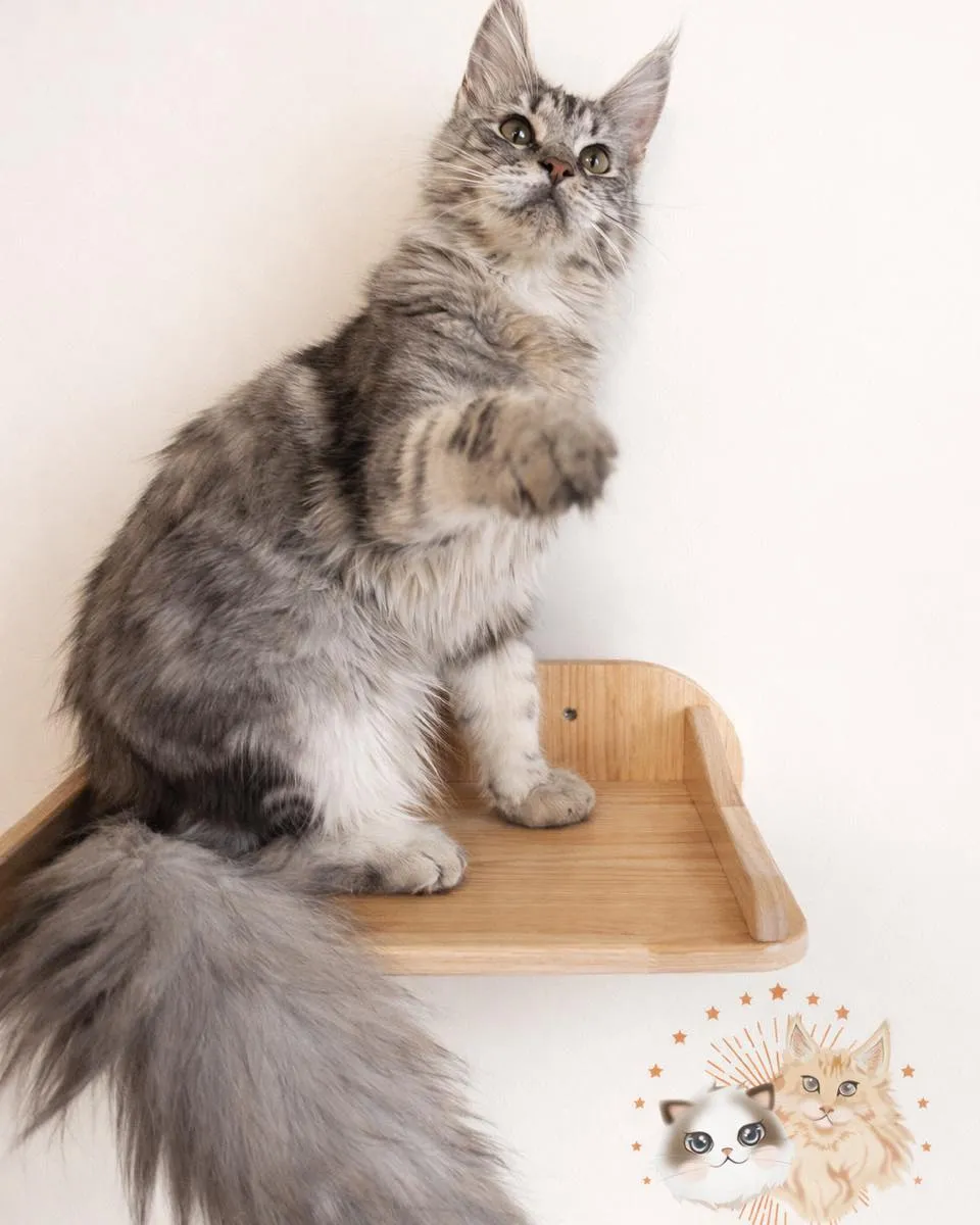 銀虎緬因 冷冽銀灰 × 立體虎紋