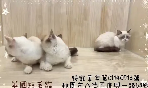 布偶色